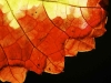 Leaf in autumn